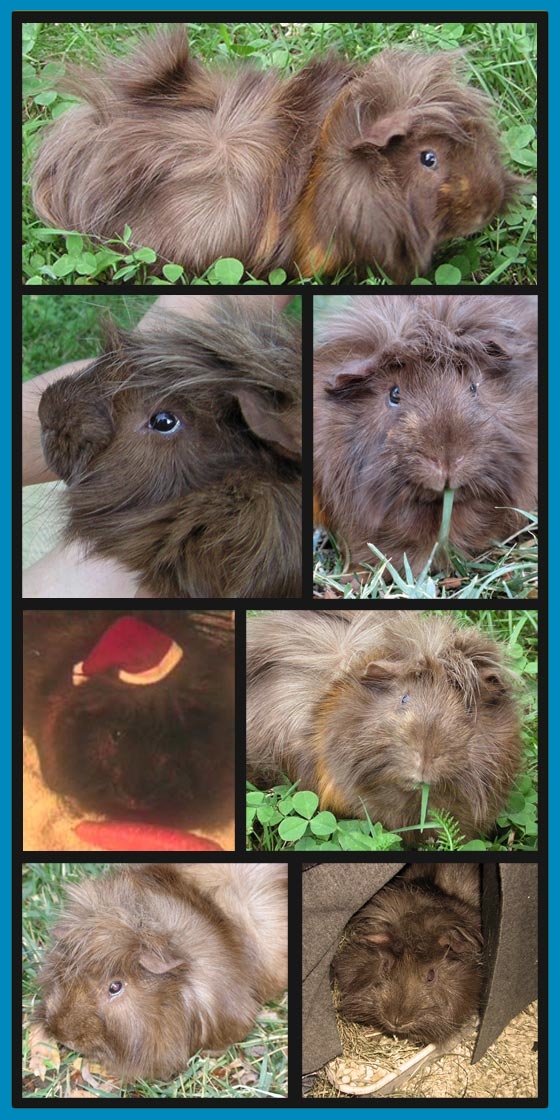 Ettore, topone amoroso toponeamoroso