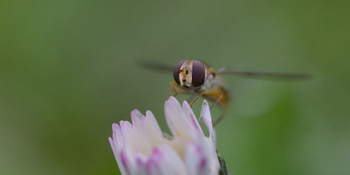 Momenti di Primavera
